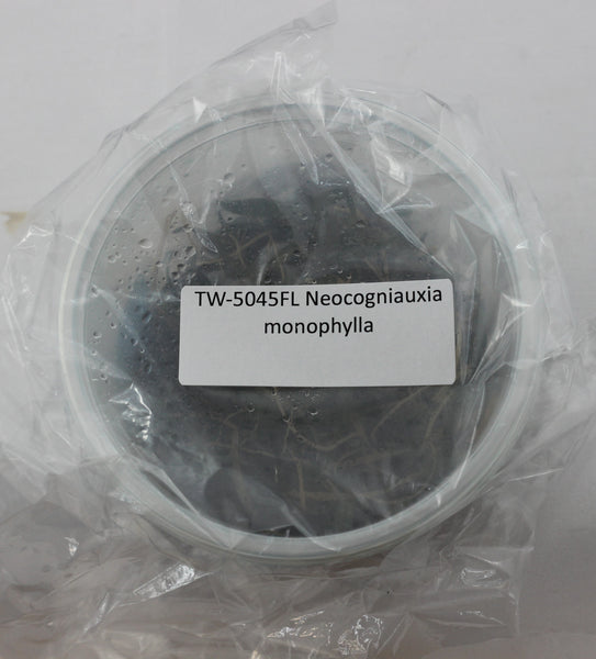FLASK Neocogniauxia monophylla