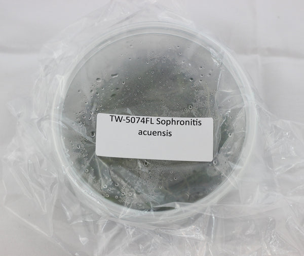 FLASK Sophronitis acuensis