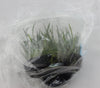 FLASK  Angraecum scottianum