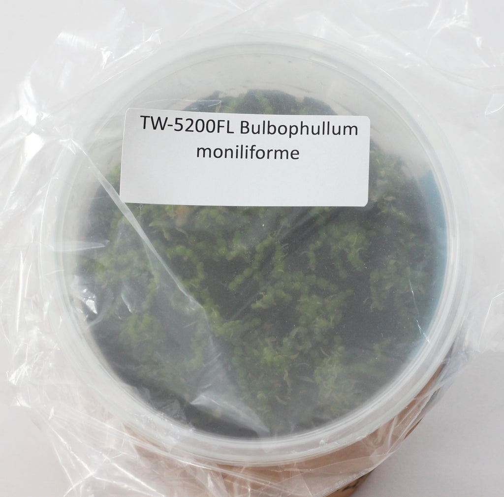 FLASK Bulb. moniliforme