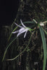FLASK  Angraecum peyrotii 