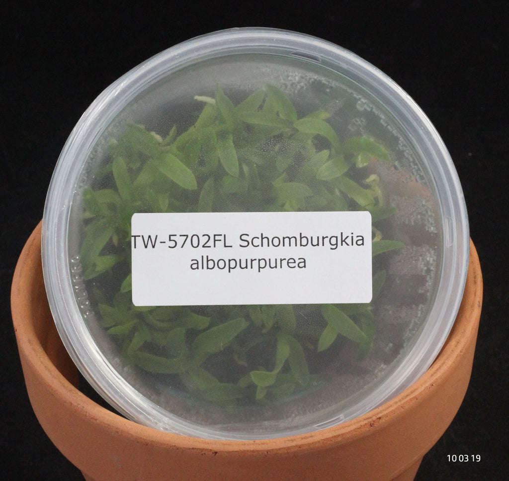 FLASK Schomburgkia albopurpurea