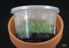 FLASK Schomburgkia albopurpurea