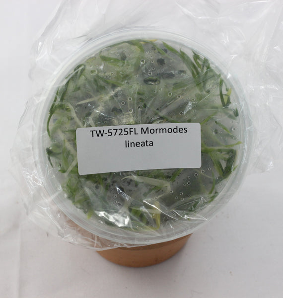 FLASK  Mormodes lineata