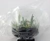 FLASK Jumellea arborescens