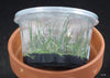 FLASK  Angraecum pinifolium