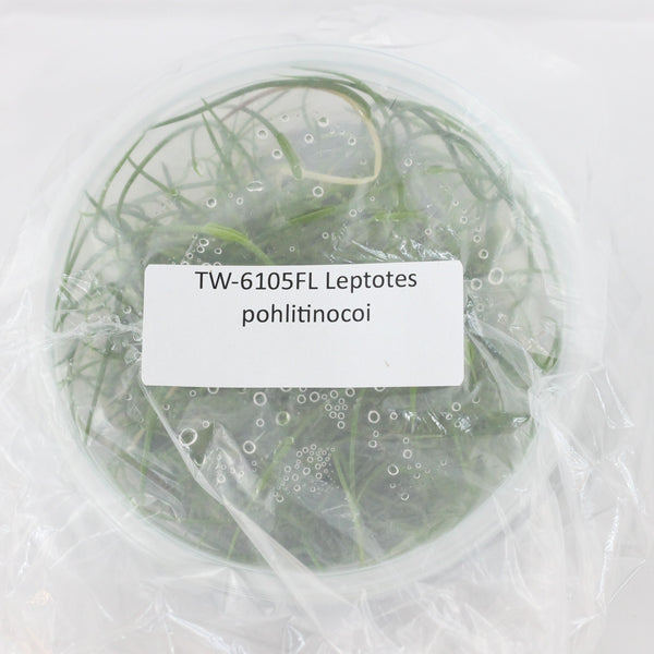 FLASK Leptotes pohlitinocoi