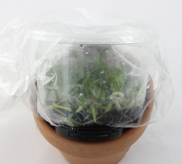 FLASK Angraecum praestans