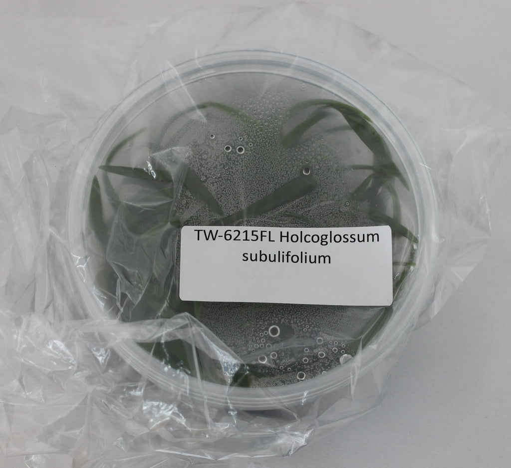 FLASK  Holcoglossum subulifolium
