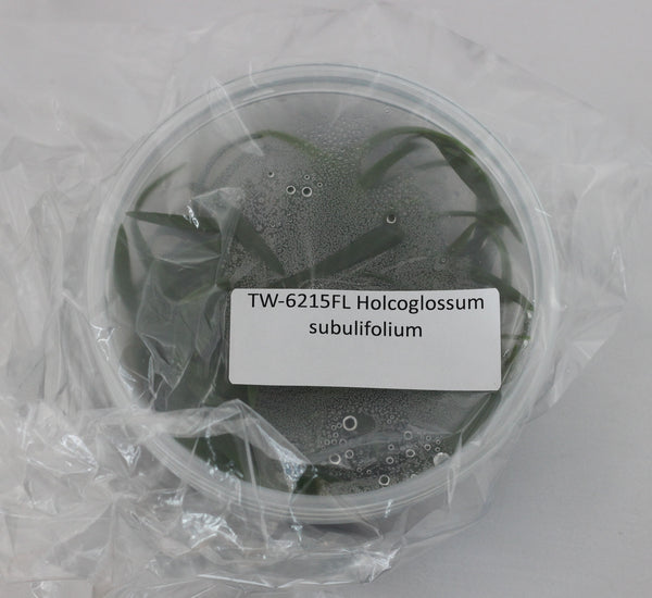FLASK  Holcoglossum subulifolium