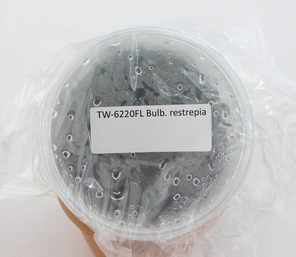 FLASK Bulb. restrepia