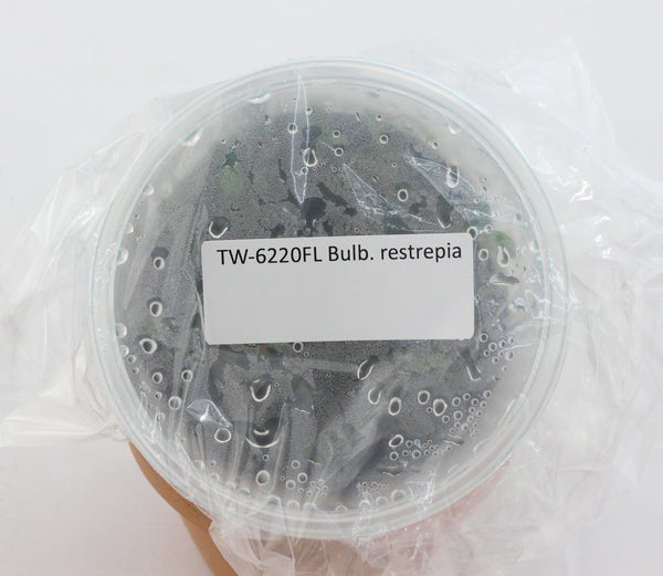 FLASK Bulb. restrepia