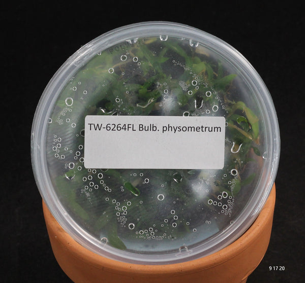 FLASK  Bulb. physometrum