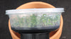 FLASK  Bulb. physometrum