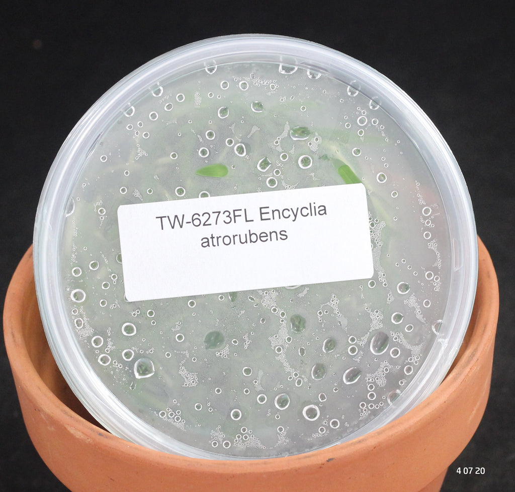 FLASK Encyclia atrorubens