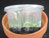FLASK Encyclia atrorubens