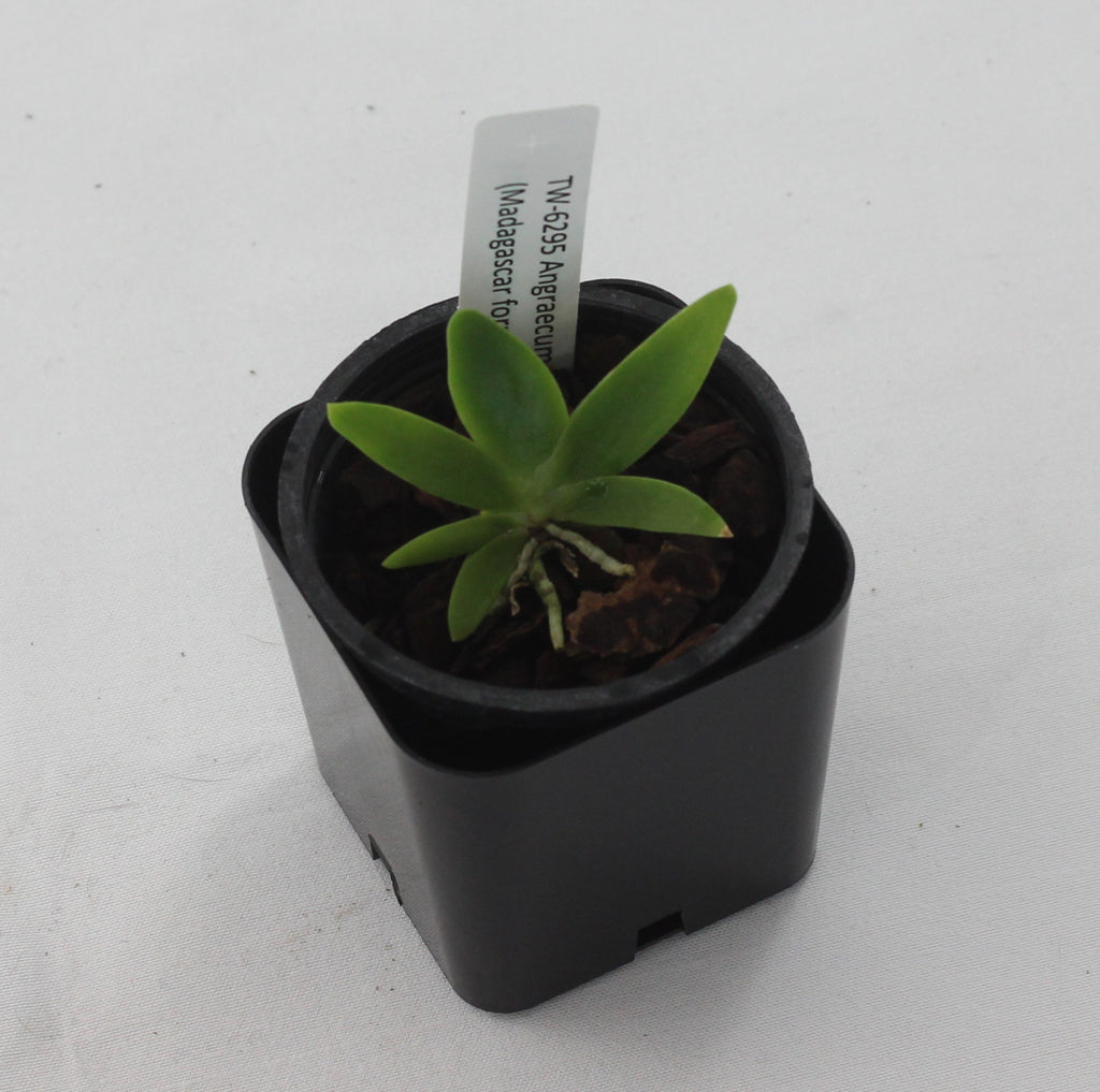 Angraecum leonis (Madagascar form)
