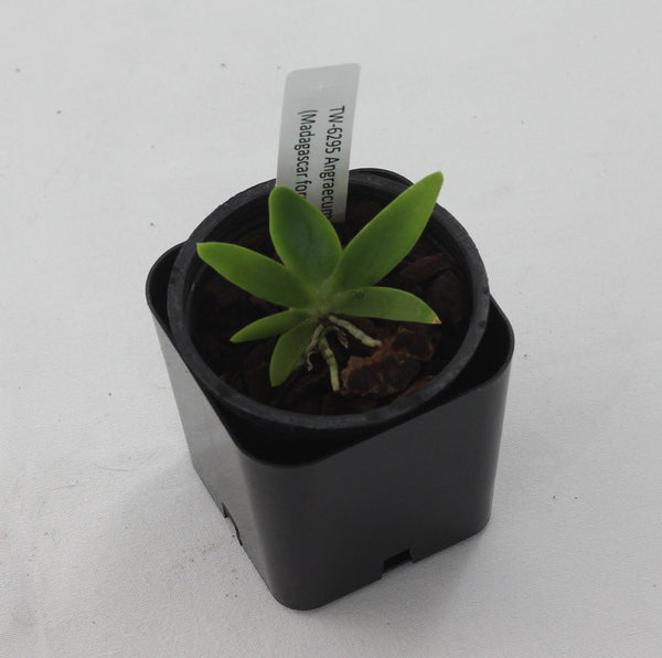 Angraecum leonis (Madagascar form)