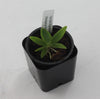 Angraecum leonis (Madagascar form)