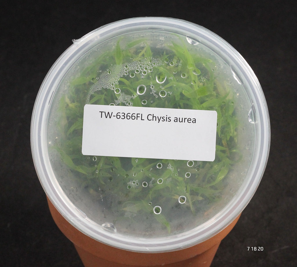 FLASK Chysis aurea