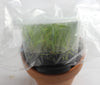 FLASK Epidendrum falcatum