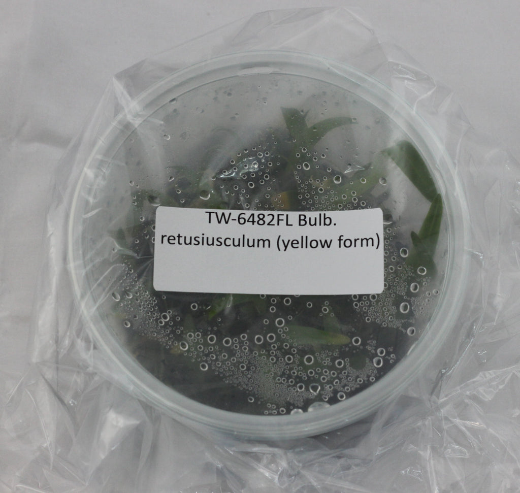 FLASK  Bulb. retusiusculum (yellow form)
