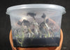 FLASK Oeceoclades roseo-variegata