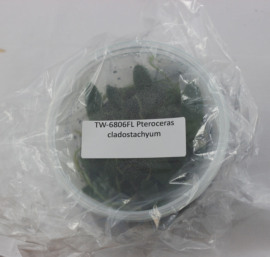 FLASK  Pteroceras cladostachyum