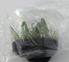 FLASK  Pteroceras cladostachyum