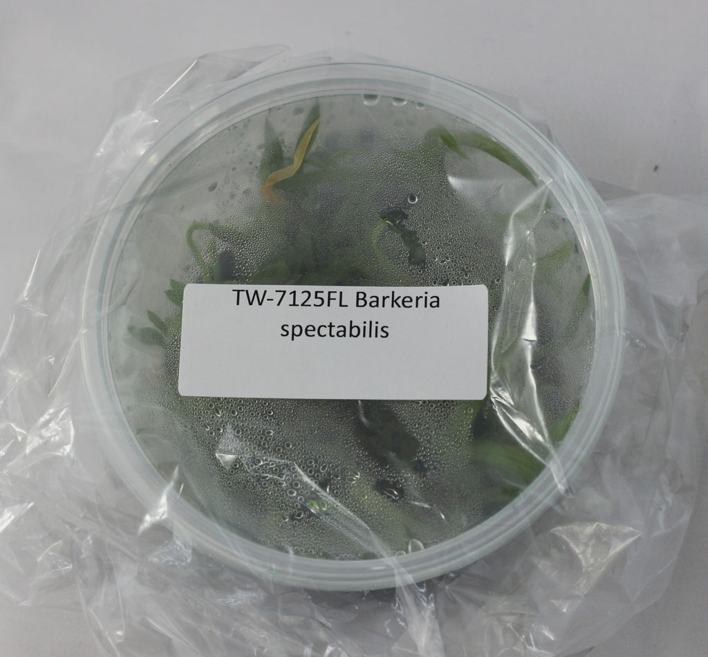 FLASK Barkeria spectabilis