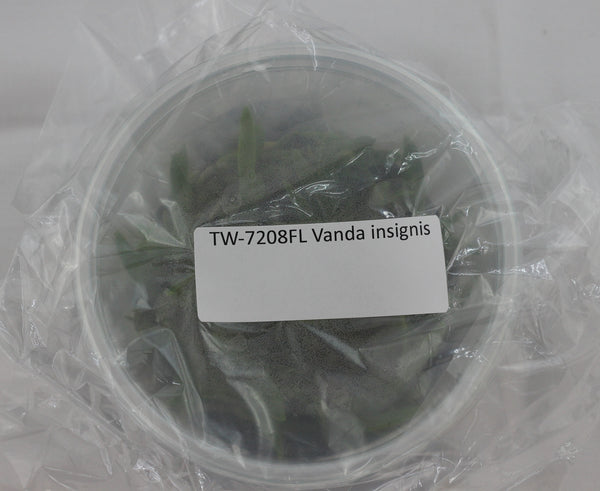 FLASK  Vanda insignis
