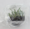 FLASK  Vanda insignis