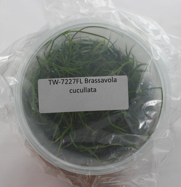 FLASK Brassavola cucullata