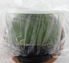 FLASK Brassavola cucullata