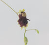 Hispaniella henekenii
