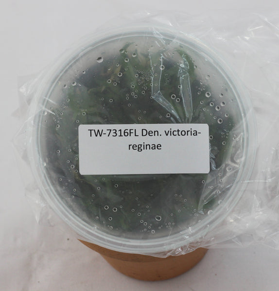 FLASK Dendrobium victoria-reginae