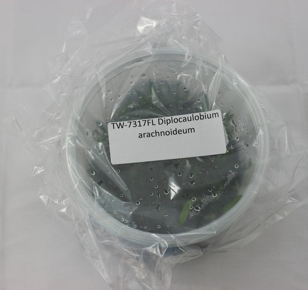 FLASK Diplocaulobium arachnoideum
