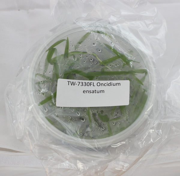 FLASK Oncidium ensatum