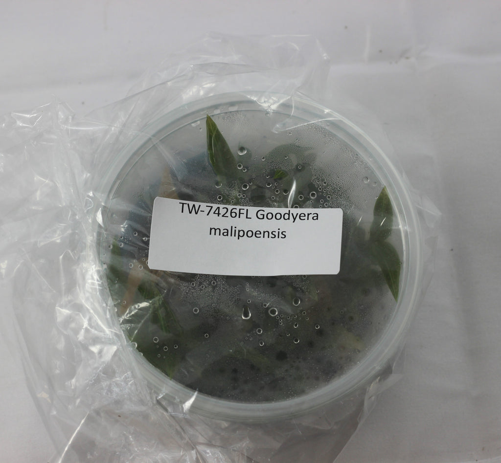 FLASK Goodyera malipoensis