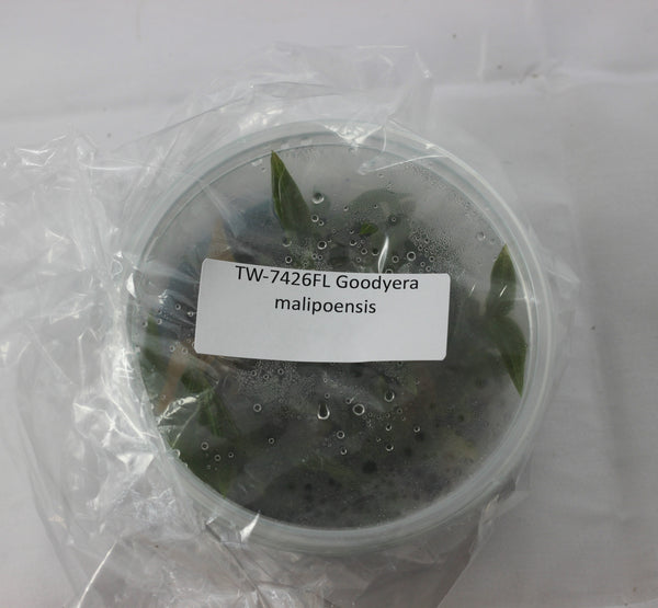 FLASK Goodyera malipoensis