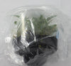 FLASK Goodyera malipoensis