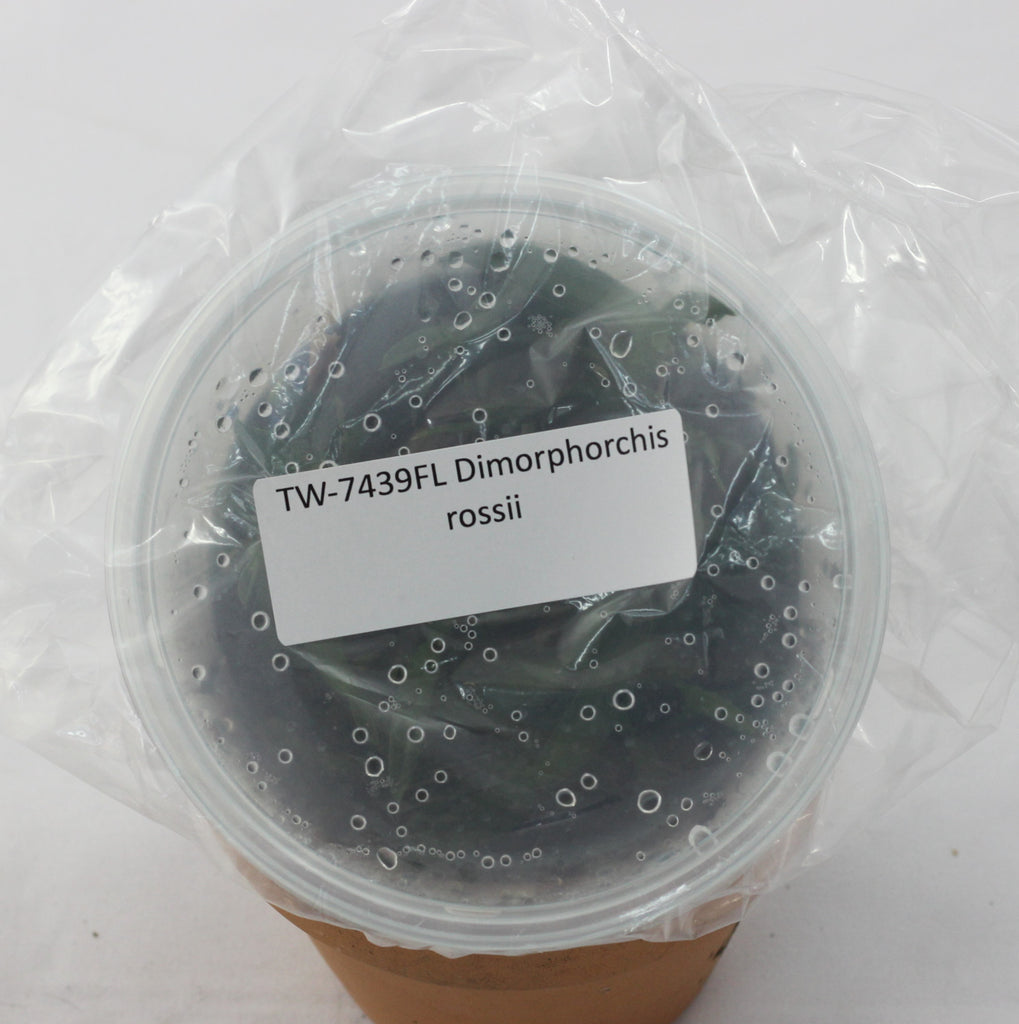 FLASK Dimorphorchis rossii