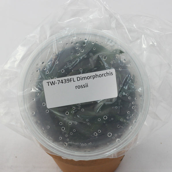 FLASK Dimorphorchis rossii