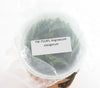 FLASK Angraecum clavigerum