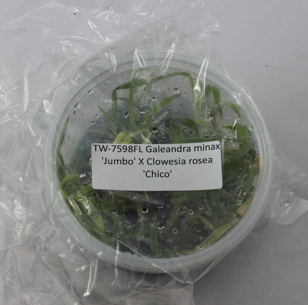 FLASK  Galeandra minax 'Jumbo' X Clowesia rosea 'Chico'