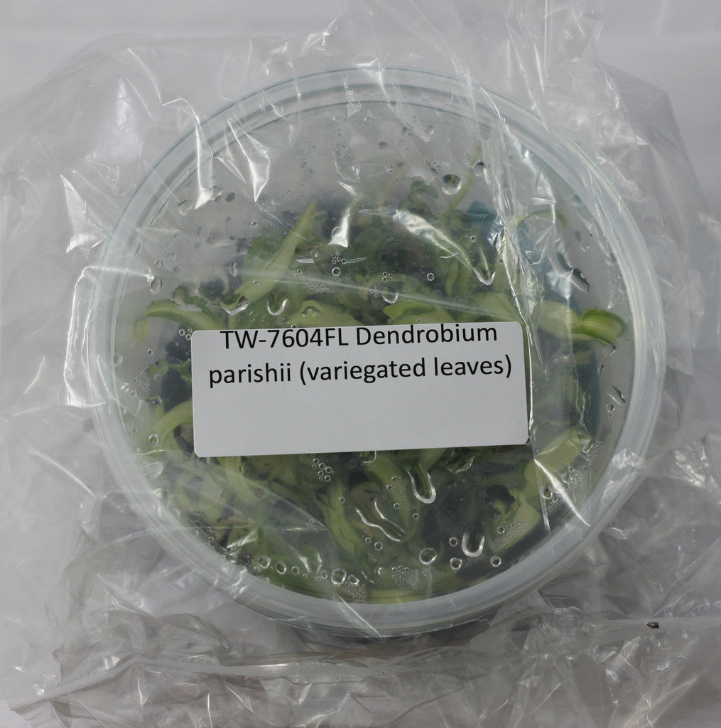 FLASK Dendrobium parishii (variegated leaves)