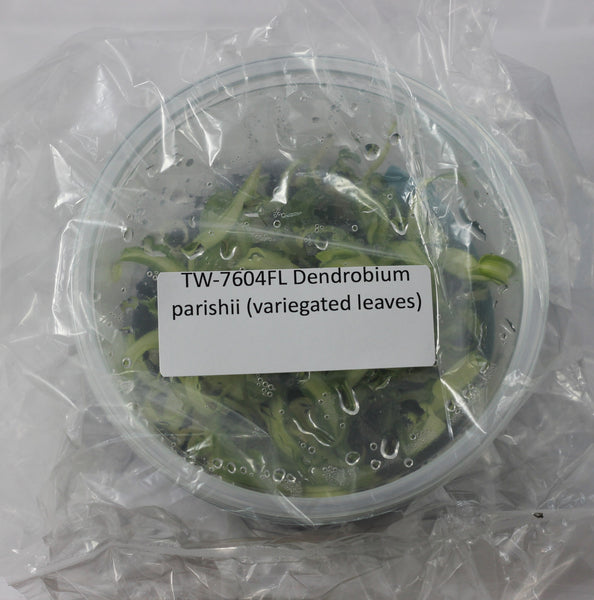 FLASK Dendrobium parishii (variegated leaves)