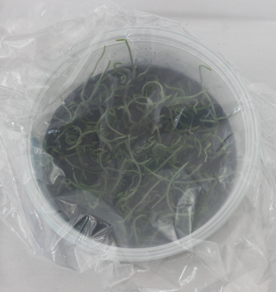FLASK Microcoelia aphylla