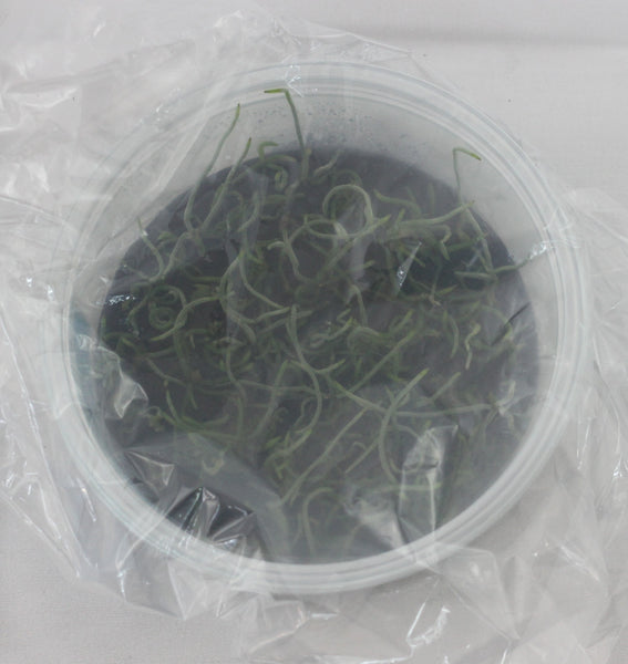 FLASK Microcoelia aphylla