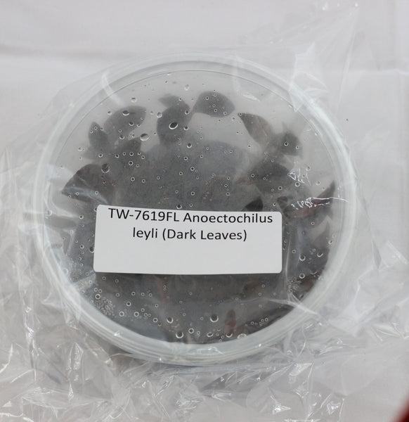 FLASK Anoectochilus leyli (Dark Leaves)  Jewel Orchid